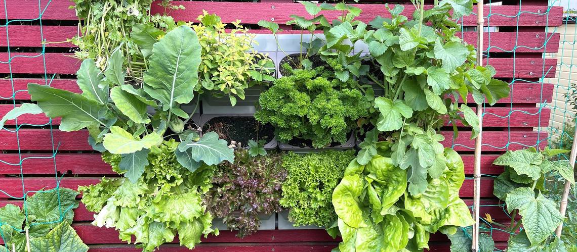 Wandgarten Hydroponik mit Kräutern und Salaten